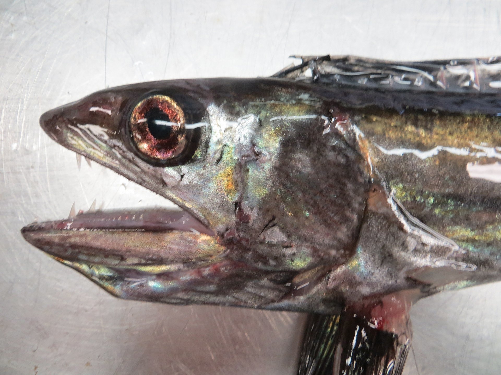 Freaky-looking' fanged fishes found on Oregon beaches