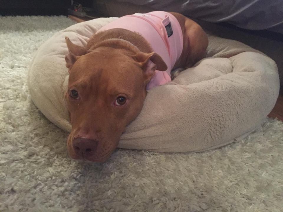 Do Dogs Get Anxiety Just Like People?