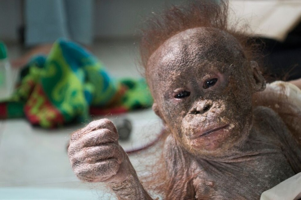 Baby Orangutan  Left For Dead  Is Now King Of The Playground