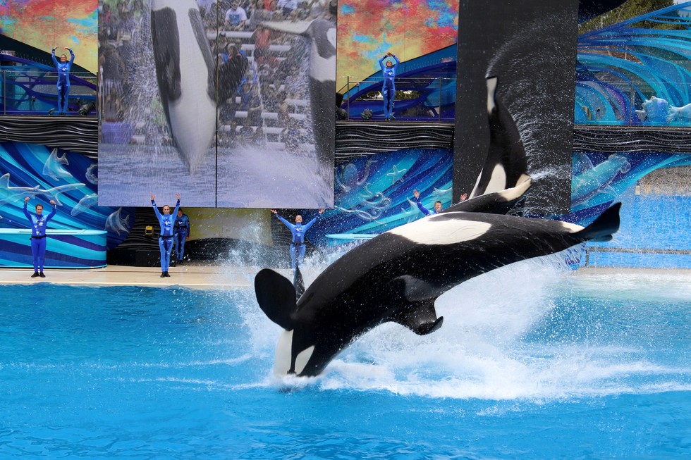 SeaWorld Begins Fight To Overturn Orca Breeding Ban