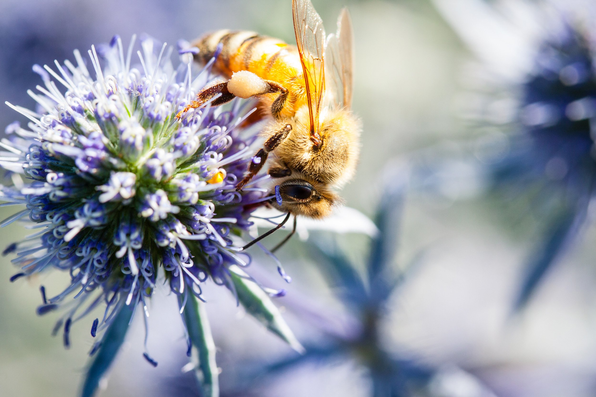 To save honey bees we need to design them new hives