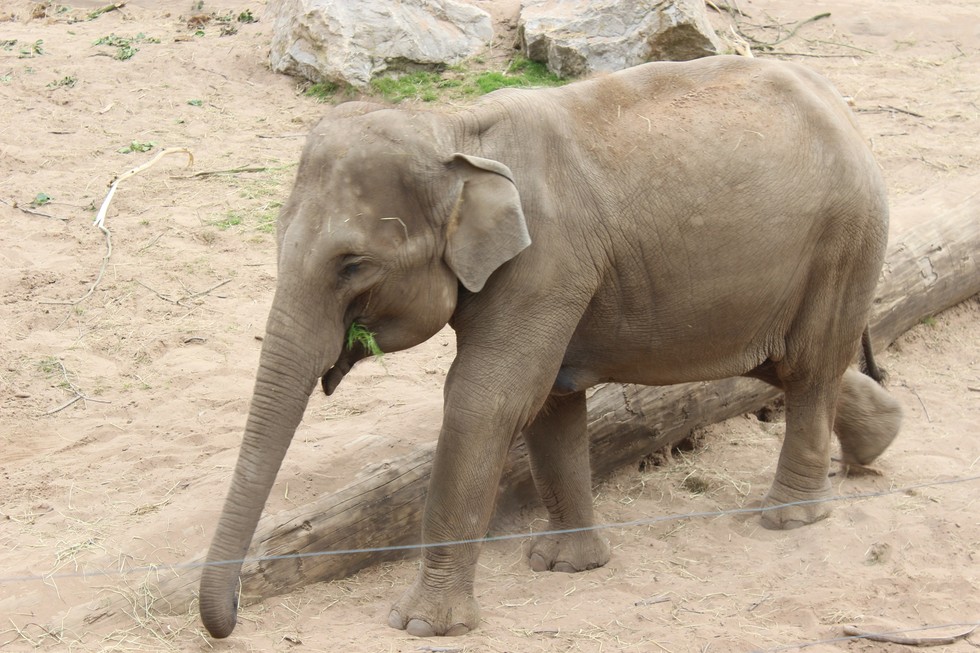 Are Zoos Safe Havens For Animals?