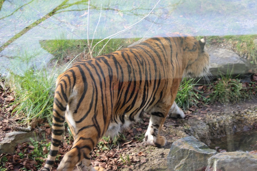 Are Zoos Safe Havens For Animals?