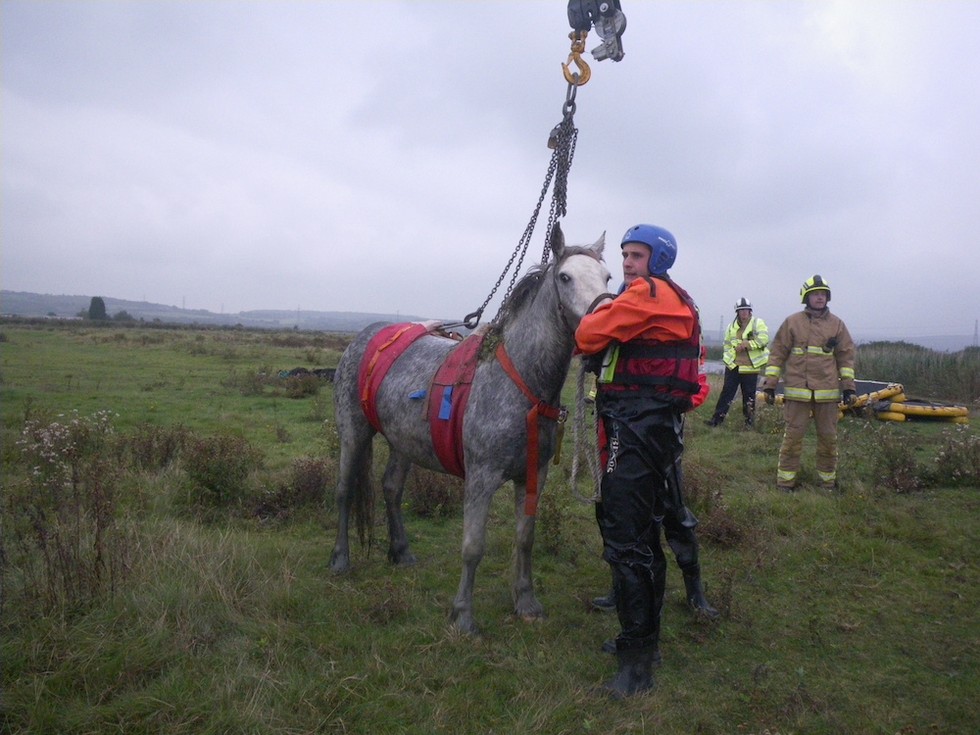 Drowning Horse Rescued From River 'Just In The Nick Of Time'