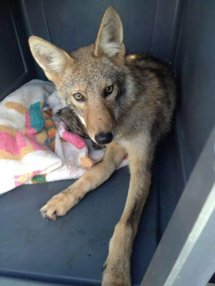 Coyote Found Wedged In Car's Bumper Begins Road To Recovery