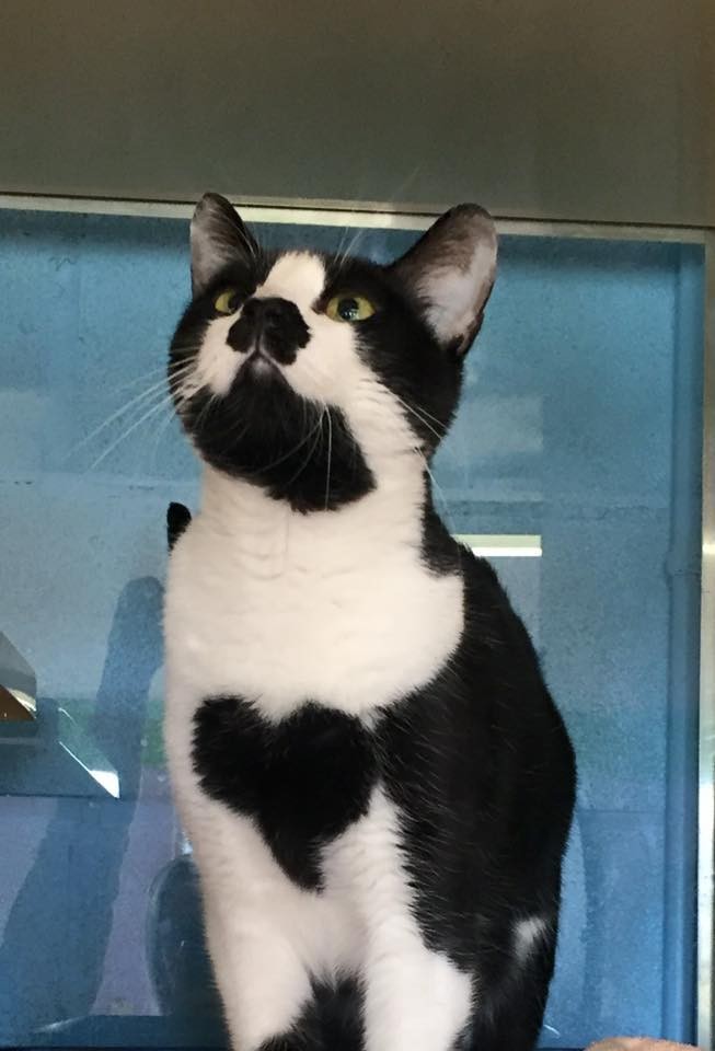  Cat  With Heart  On Her Chest Has Spent Her Whole Life In 