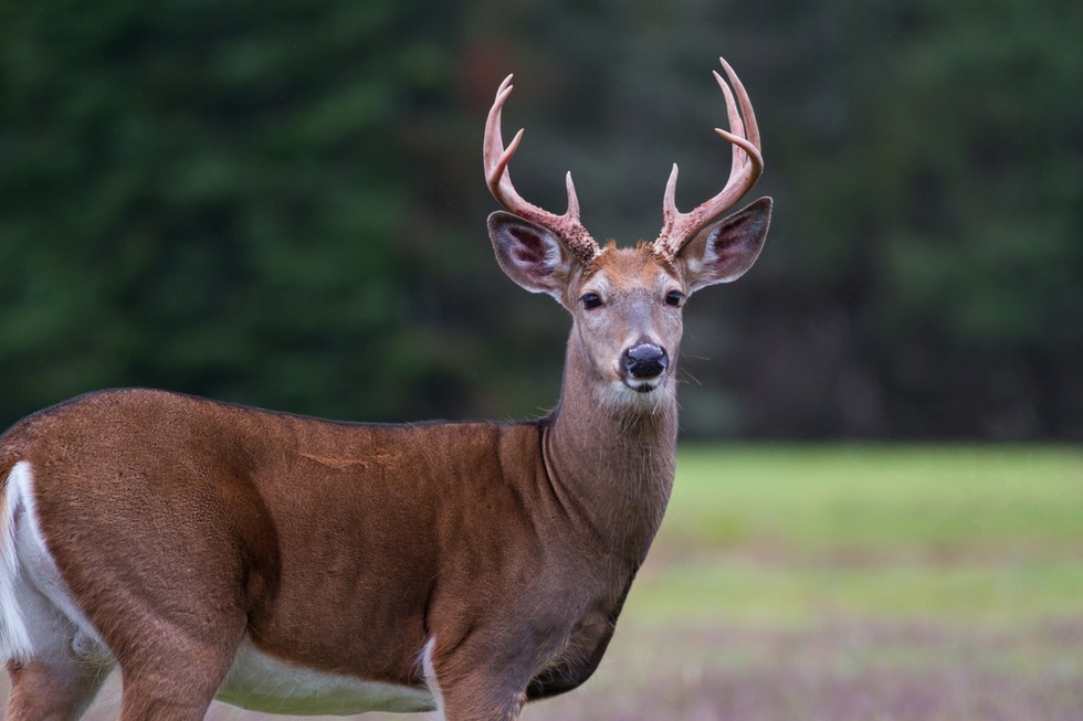 Locals Turn To Wildlife Officers To Help Deer — And They Kill Him