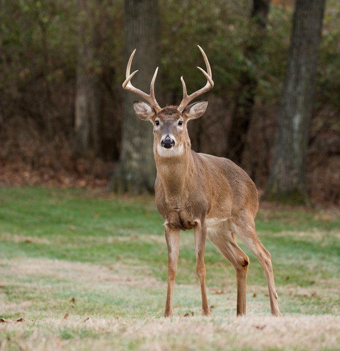 Locals Turn To Wildlife Officers To Help Deer — And They Kill Him