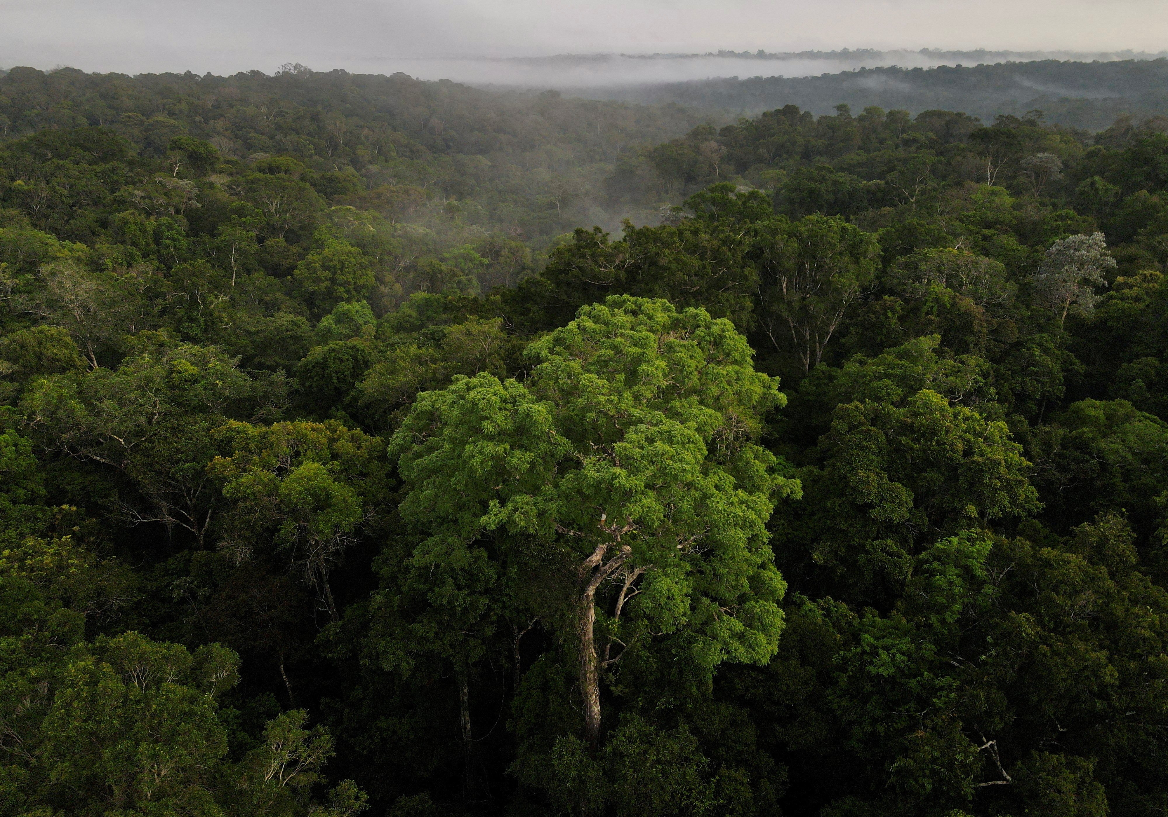 Deforestation In  Rainforest Fell By Over 66% Last Month: Brazil