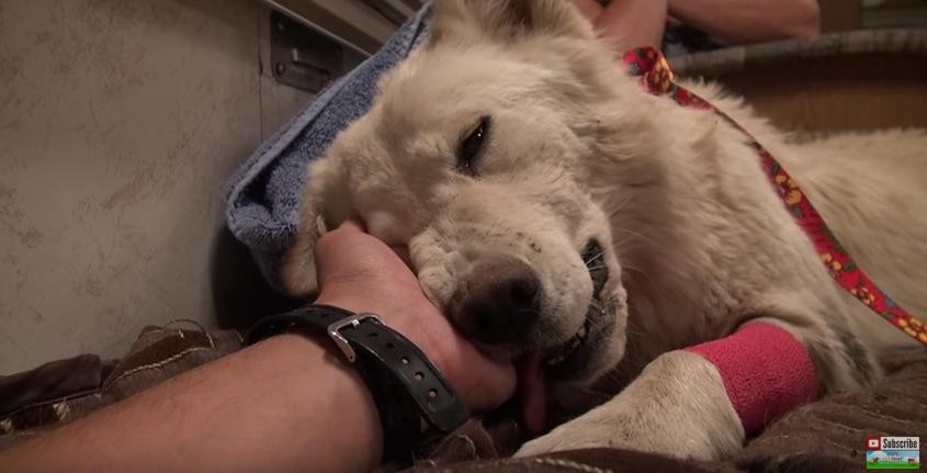 Terbuang Di Gurun Bersuhu 107 Derajat Seekor Anjing German
