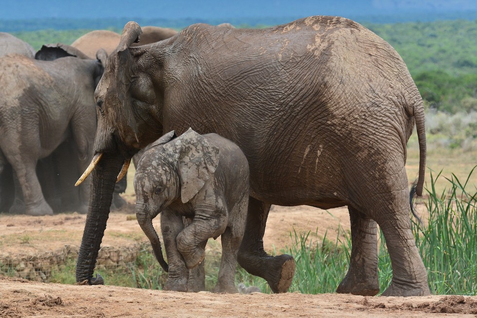 18 Wild Elephants To Be Shipped To Live In U.S. Zoos