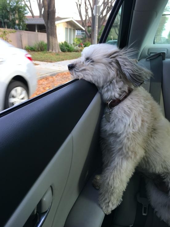 Why Do Dogs Stick Their Head Out The Car Window? (It's Not Just The