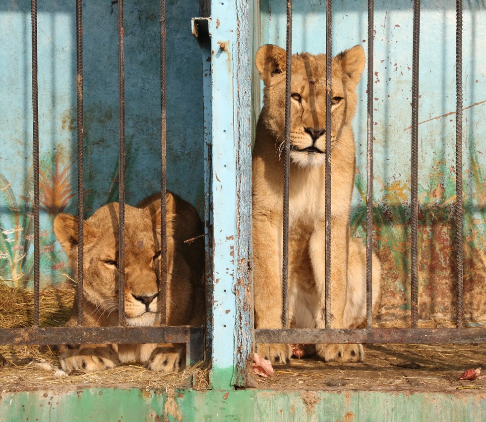 Animals Left To Die At Abandoned Zoo Are Losing Their Minds