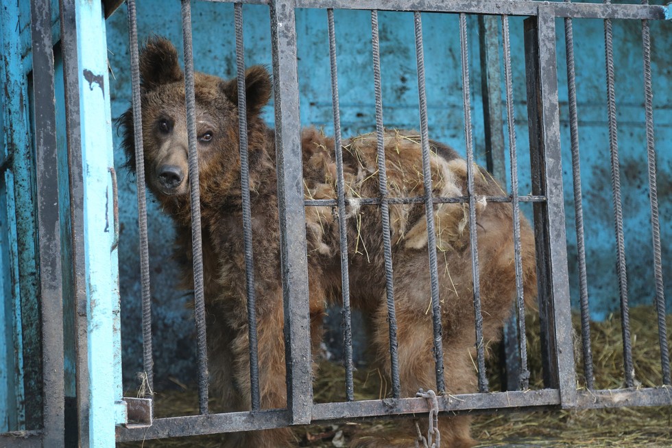 Animals should not be kept in zoos