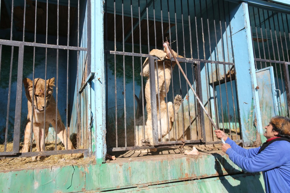 Animals Left To Die At Abandoned Zoo Are Losing Their Minds