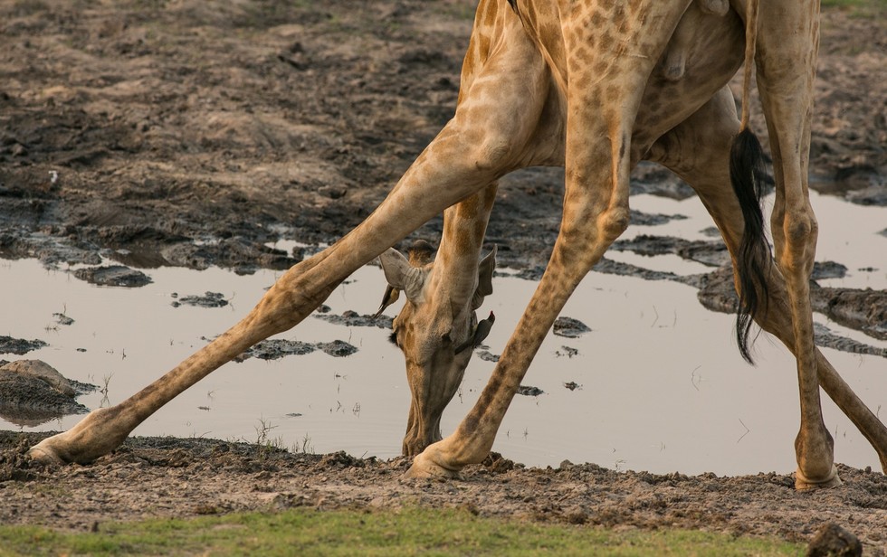 How Do Giraffes Drink Through Their Ridiculously Long Necks?