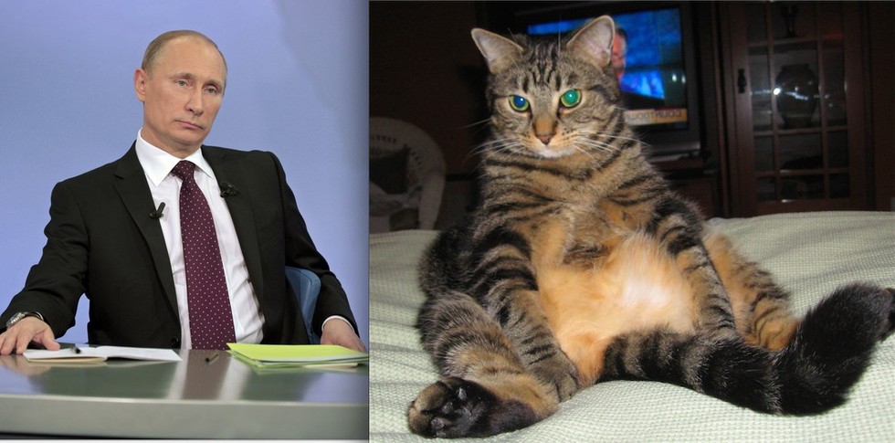 9 Animals Who Are Not Actually Vladimir Putin