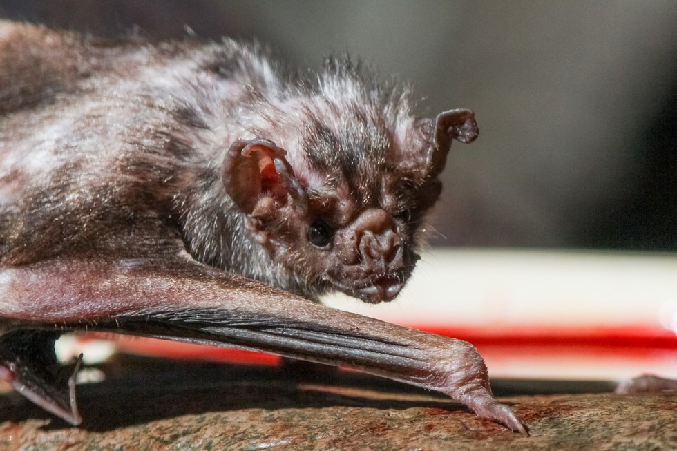 12 Bats Who Refuse To Be Terrifying
