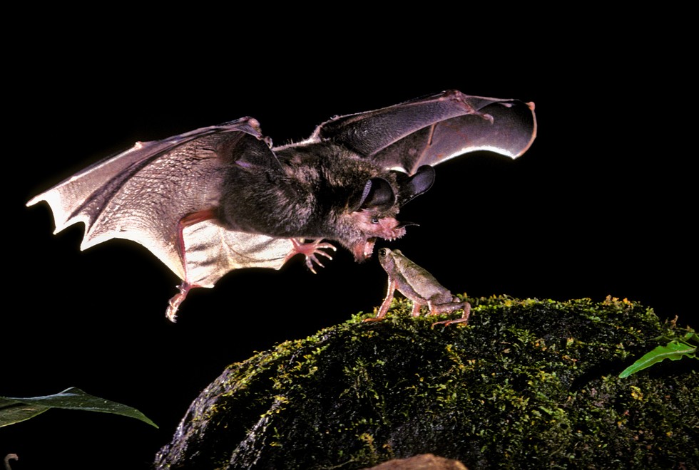 Unbelievable Photos Reveal The Work Of A Real Batman