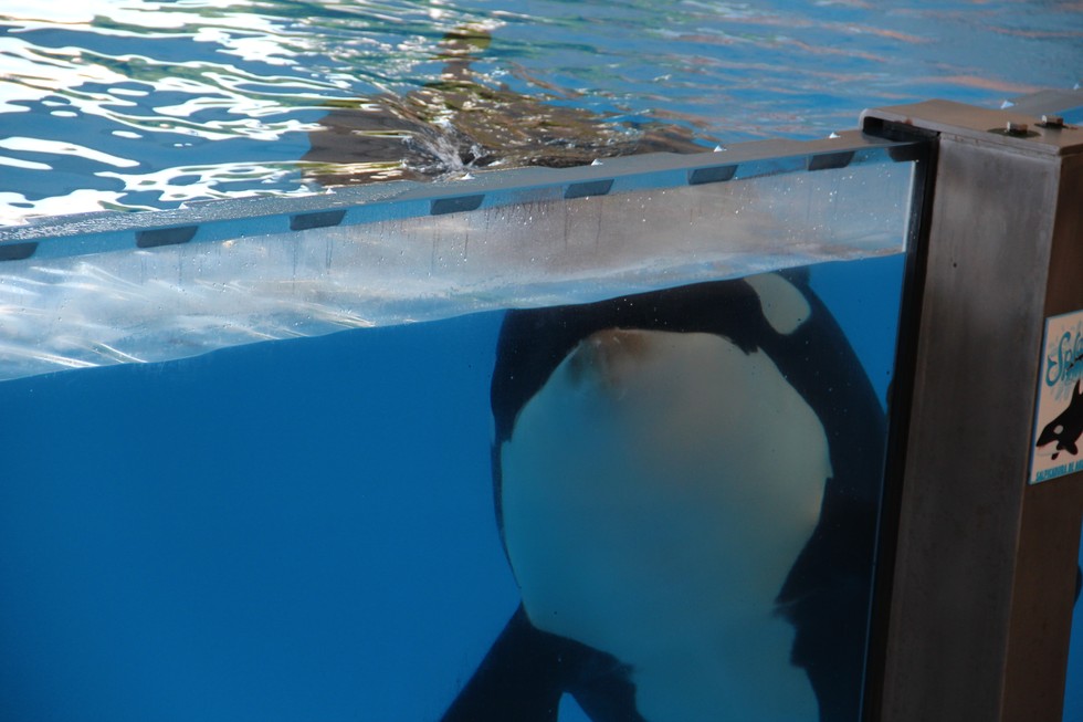 WWF Has Changed Its SeaWorld Statement - And It Doesn't Look Good
