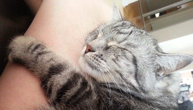 8 Pets Who Have Turned Hugging Into An Art Form