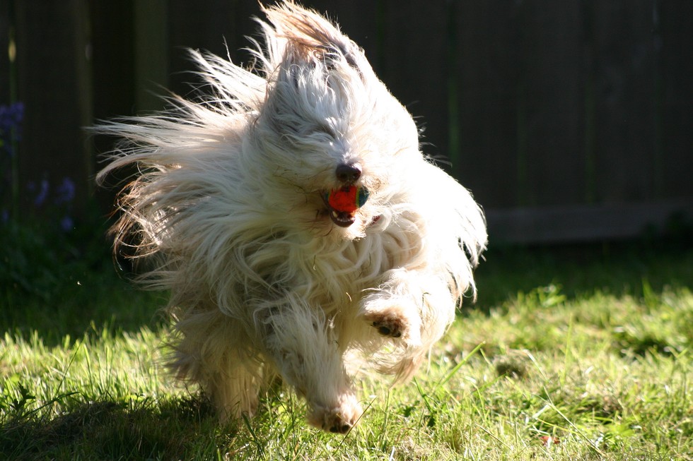 This Small Nation Has So Very Many Shaggy Animals