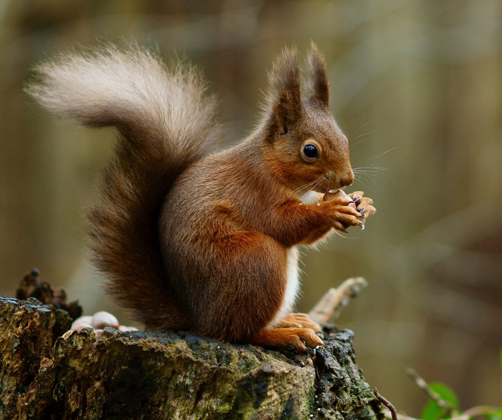 This Small Nation Has So Very Many Shaggy Animals