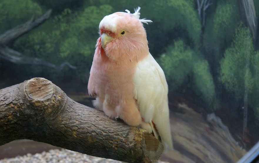 bird oldest wild fluffy hatches surprise tiny nimesh madhavan cockatoo mitchell cookie major flickr