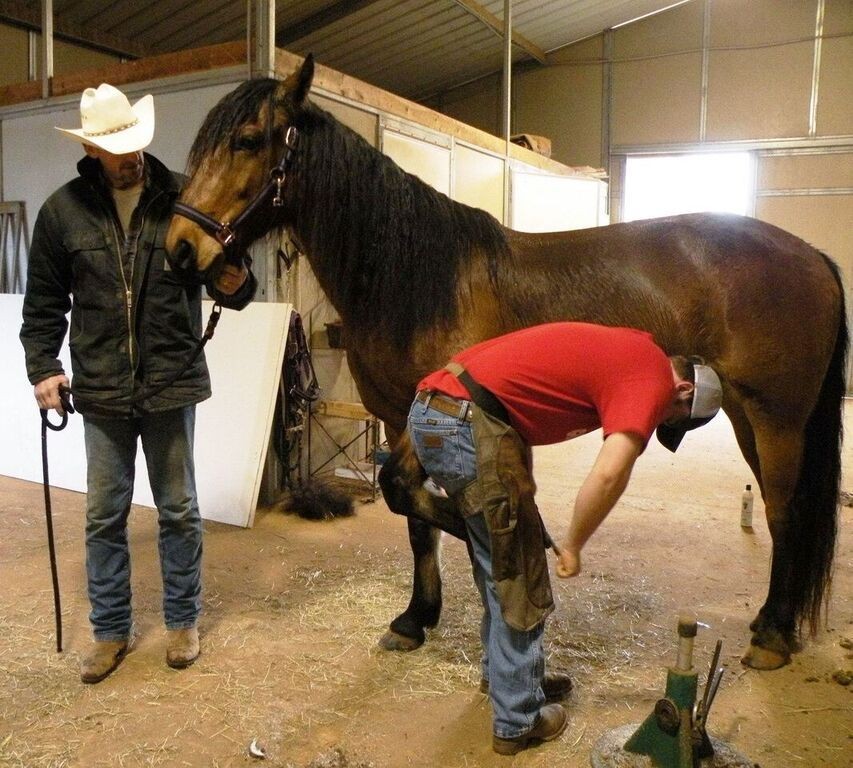 Wild Horse Torn From His Family Meets Friends Just Like Him