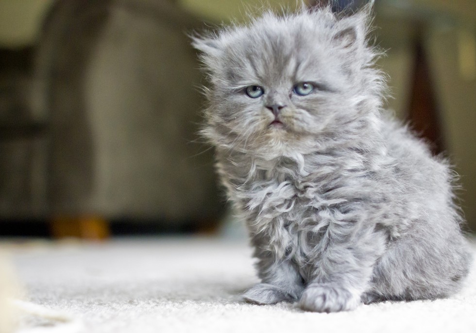 17 LongHaired Cats Trying To Look Fierce But Just Being Adorable Instead