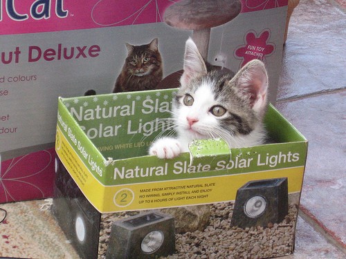 Video Kitten In The Box Love Meow video-kitten-in-the-box-love-meow