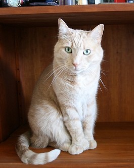 Cat with 6 or 7 Toes, Polydactyl Cat - Love Meow