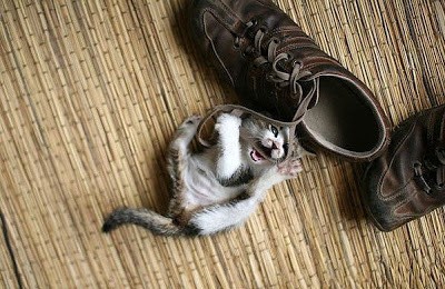 Image result for cats and shoes