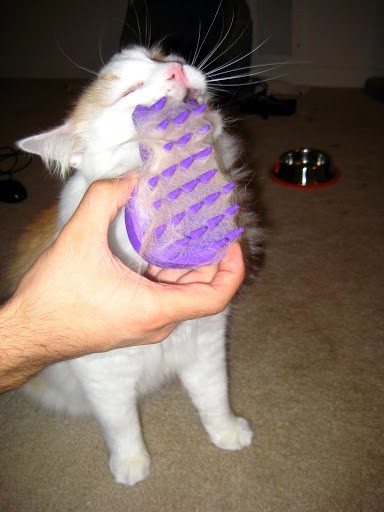 kong cat brush