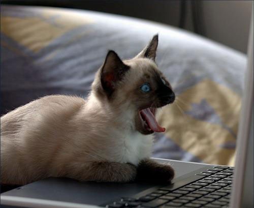Image result for cats on computers