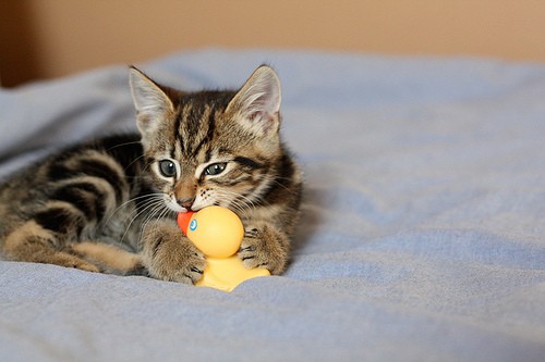 Video: Kitten Ambushes Stuffed Animal - Love Meow