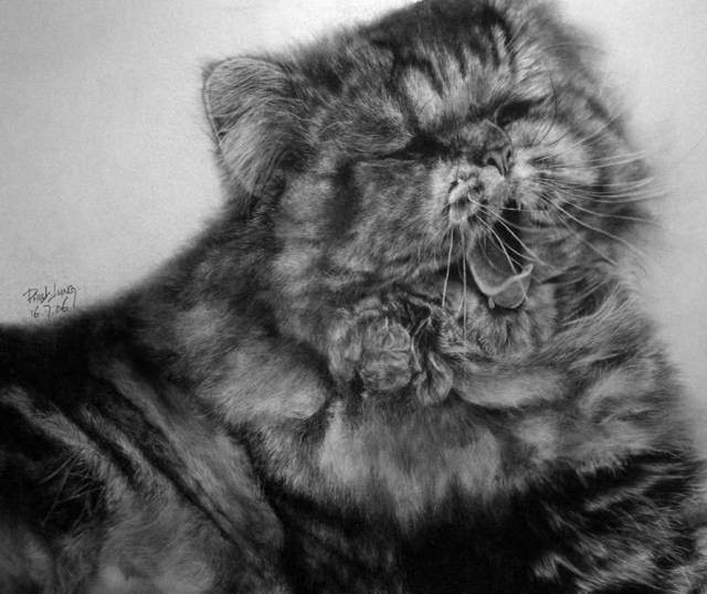 Amazing Pencil Drawings of Cats - Love Meow