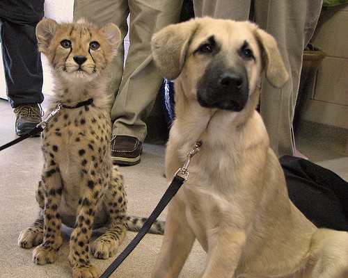 Cheetah and Pup Best Friends - Love Meow