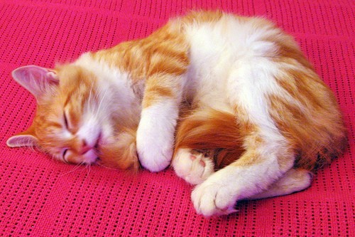 Why do Cats Chase Their Own Tail - Love Meow Why do Cats Chase Their Own Tail - Love Meow