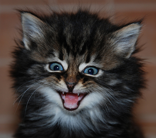 funny happy face cat