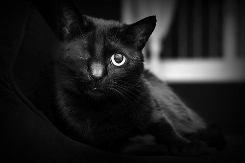 Black the One Eyed Cat - Love Meow