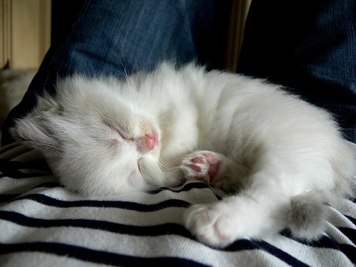 Ragdoll Kittens Favorite Pastime, Sleep - Love Meow