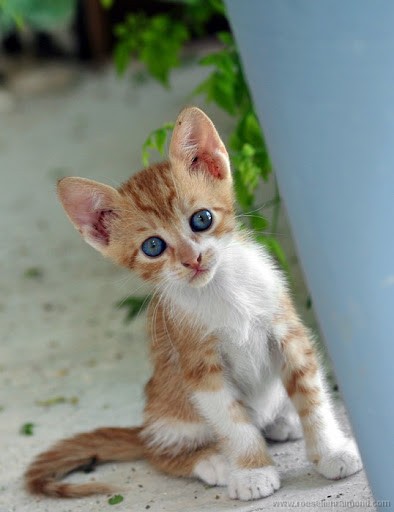 Beautiful Feral Cats - Love Meow