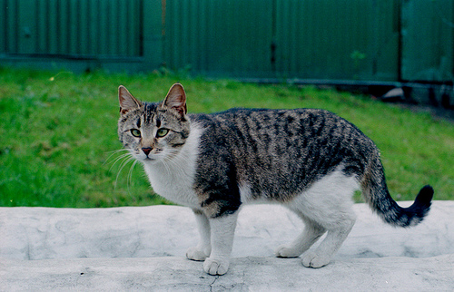 Cross Eyed Cats - Love Meow