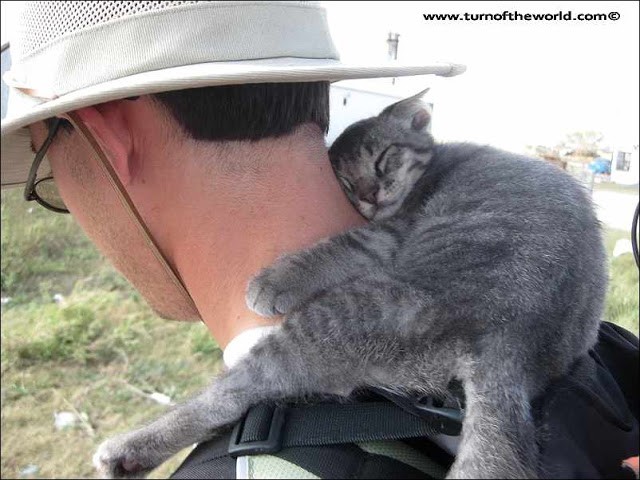 cat hiking bag