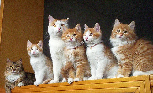 Fluffy Cat Family  Portrait Photos Love Meow