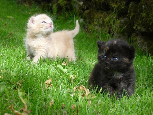 Kittens Play Time On a Sunny Day - Love Meow