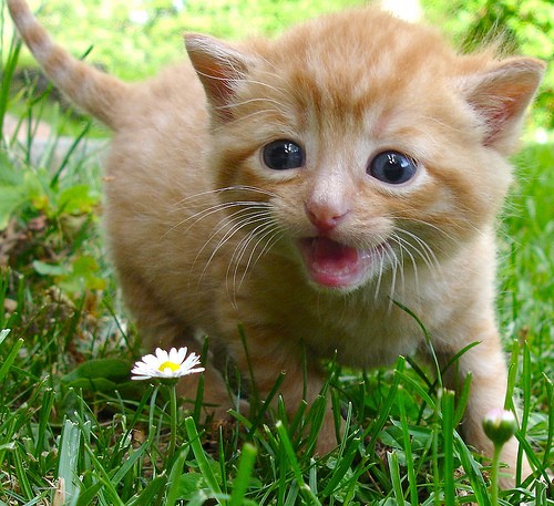 Kittens Play Time On a Sunny Day - Love Meow