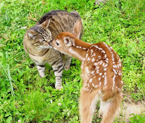 Cats and Their Horse and Deer Friends - Love Meow