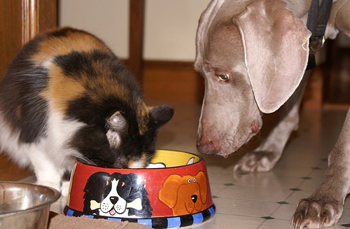 Should Cats Eat Dog Food? Love Meow